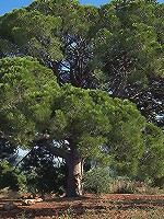 Errotica Archives - Antea